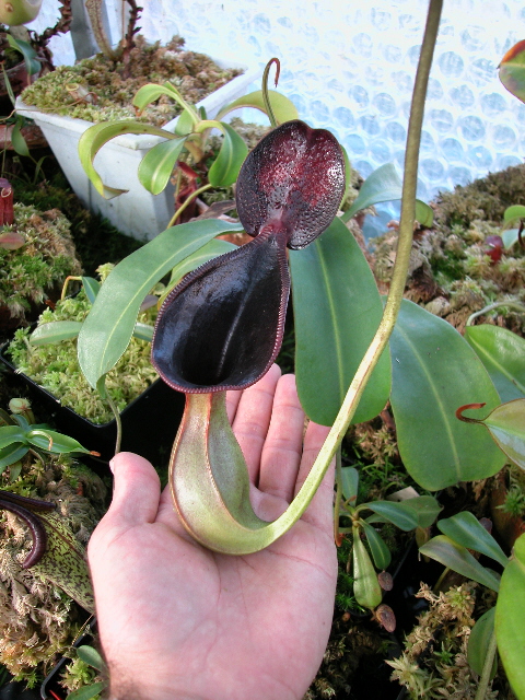 Tropical pitcher plant; Kannenpflanze; Npenthès; Nepenthes, Kancska, Tropische Bekerplant; Periok-kera; Katupat baruk; Ketakong
