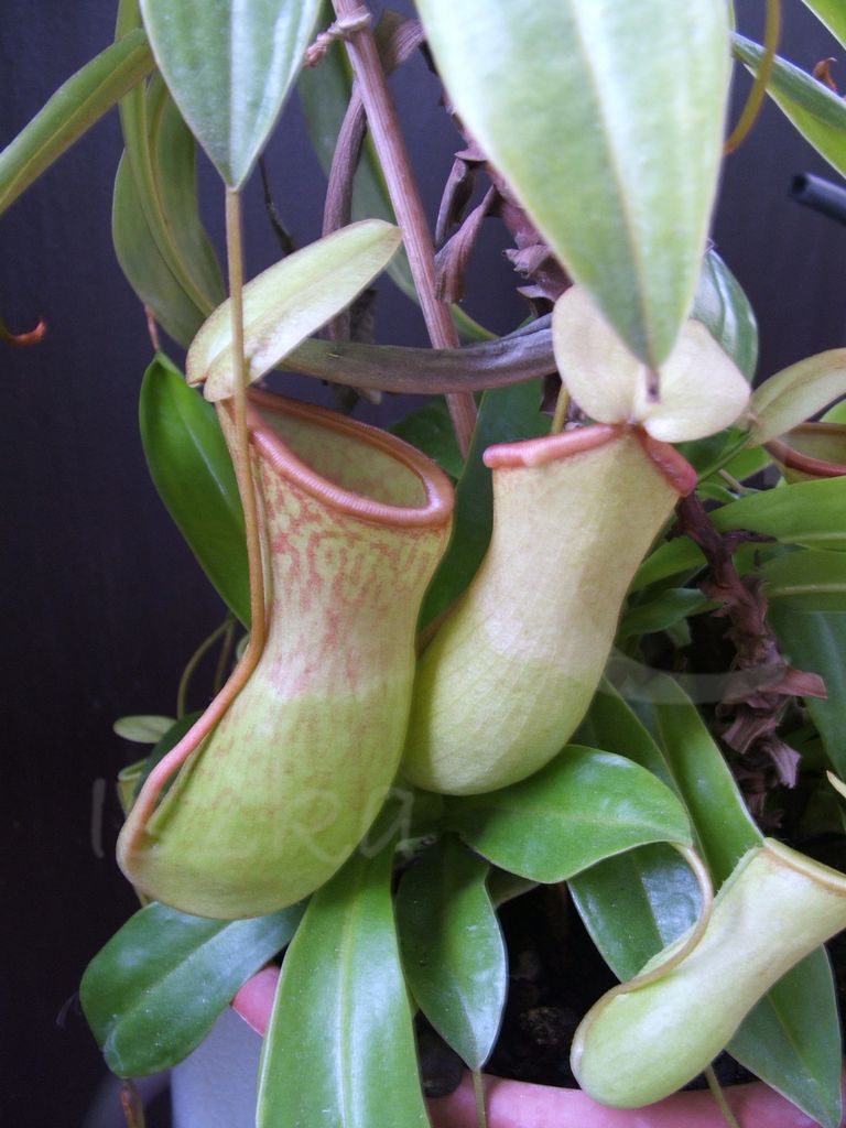 Tropical pitcher plant; Kannenpflanze; Npenthès; Tropische Bekerplant; Periok-kera; Katupat baruk; Ketakong
