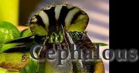 Cephalotus