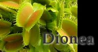 Dionea muscipula