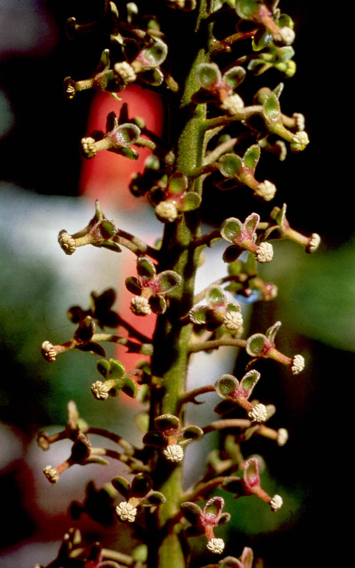 Nepenthes, Kancska, Tropische Bekerplant; Periok-kera; Katupat baruk; Ketakong